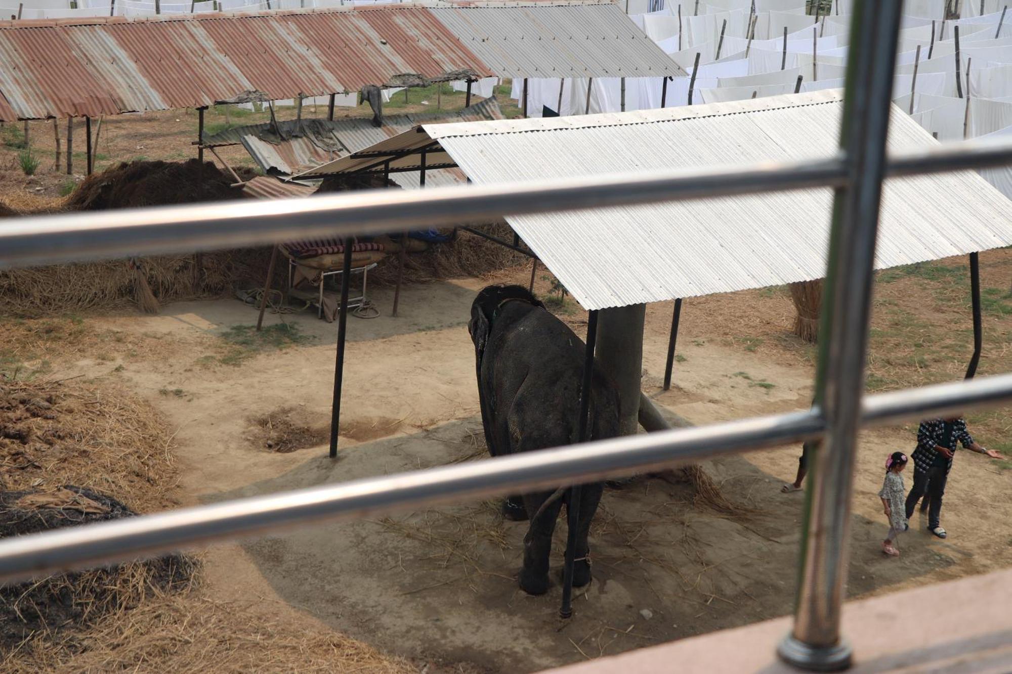 Hotel Flycatcher Sauraha Exterior foto